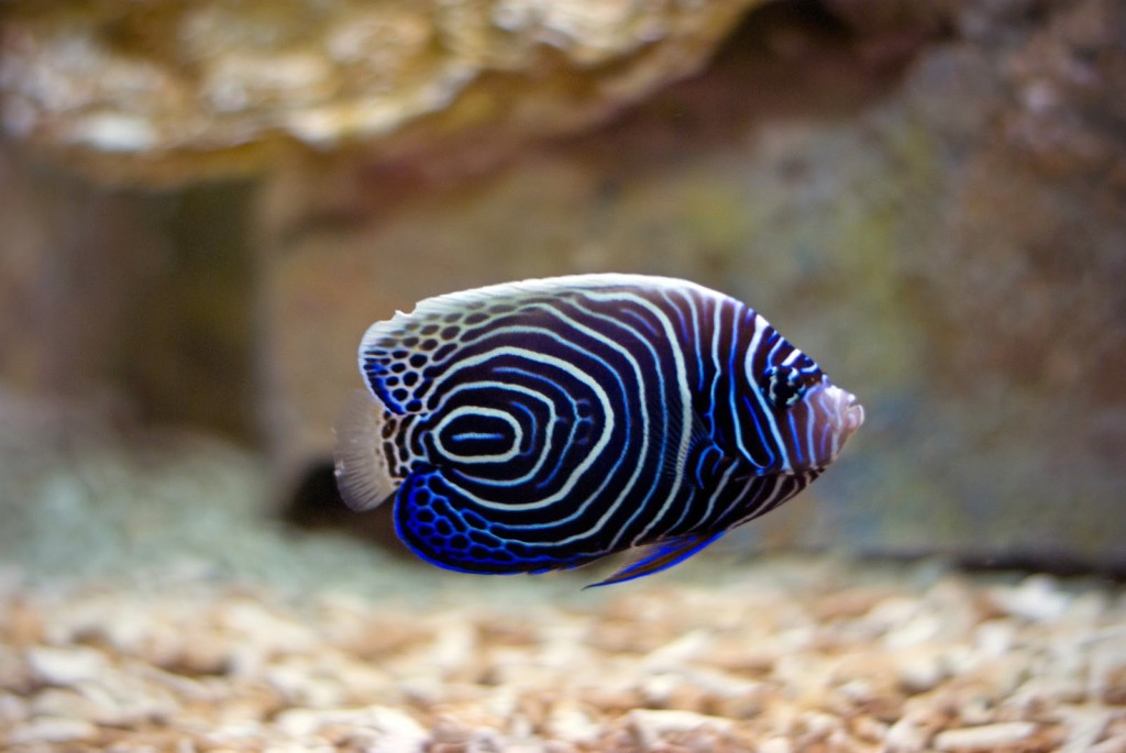 tropical_fish_petgeekery1